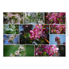 Appelbloesems en honingbijen