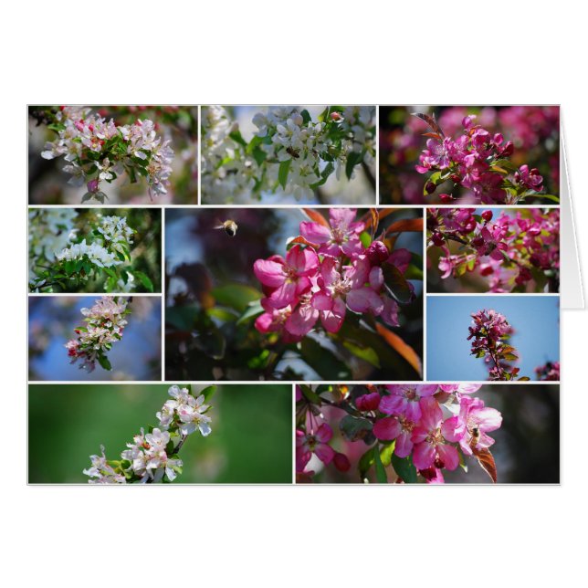 Appelbloesems en honingbijen (Voorkant Horizontaal)