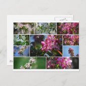 Appelbloesems en honingbijen briefkaart (Voorkant / Achterkant)