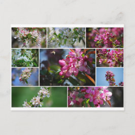 Appelbloesems en honingbijen briefkaart