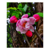 APPELBLOSSOM PERFECT POSTER (Voorkant)