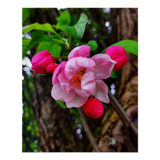 APPELBLOSSOM PERFECT POSTER (Voorkant)