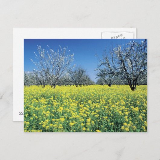 Appelbomen in een mosterdveld, Napa Valley, Briefkaart (Voorkant / Achterkant)