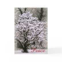 Appelboom bedekt met sneeuw