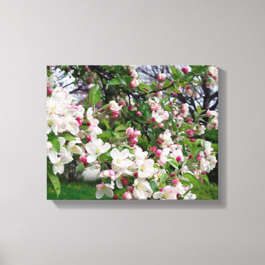 Appelboom bloeit. canvas afdruk (Voorkant)