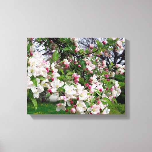 Appelboom bloeit. canvas afdruk (Voorkant)