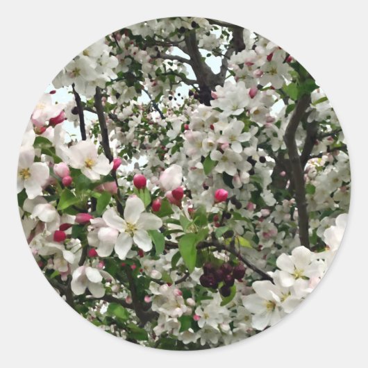 Appelboom in bloei ronde sticker (Voorkant)