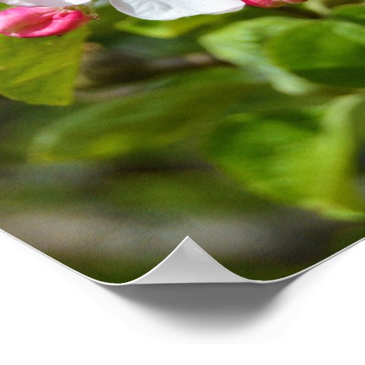 Appelboombloemen Poster (Hoek)