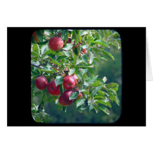 Appelen