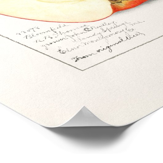 Appelen 1908 van Amanda Almira Newton Poster (Hoek)