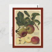 Appelen Botanische Vintage Briefkaart (Voorkant / Achterkant)