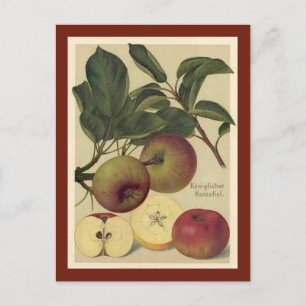 Appelen Botanische Vintage Briefkaart