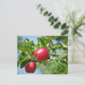 Appelen Briefkaart (Staand voorkant)