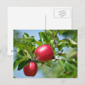 Appelen Briefkaart (Voorkant / Achterkant)