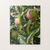 Appelen die rijpen op een appelboom legpuzzel (Verticaal)