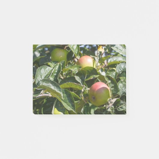 Appelen die rijpen op een appelboom post-it® notes (Voorkant)