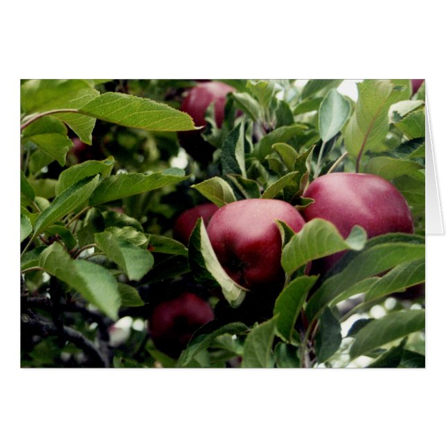 Appelen in de boom (Voorkant Horizontaal)