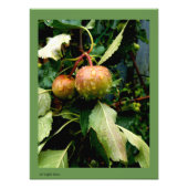 Appelen in de Herfst Foto Afdruk (Voorkant)