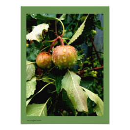 Appelen in de Herfst Foto Afdruk