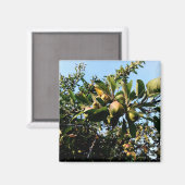 Appelen Magneet (Voorkant / Achterkant)