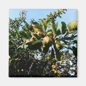 Appelen Magneet (Voorkant)
