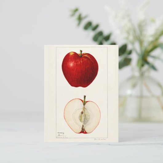 Appelen (Malus Domestica) Waterverf van vruchten Briefkaart (Staand voorkant)