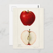 Appelen (Malus Domestica) Waterverf van vruchten Briefkaart (Voorkant / Achterkant)