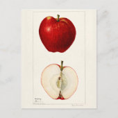 Appelen (Malus Domestica) Waterverf van vruchten Briefkaart (Voorkant)