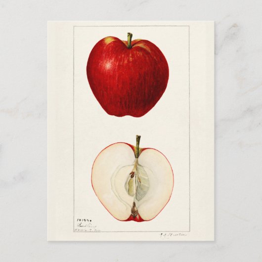 Appelen (Malus Domestica) Waterverf van vruchten Briefkaart (Voorkant)