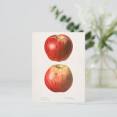 Appelen (Malus Domestica) Waterverf van vruchten Briefkaart (Staand voorkant)