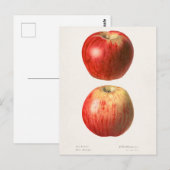Appelen (Malus Domestica) Waterverf van vruchten Briefkaart (Voorkant / Achterkant)