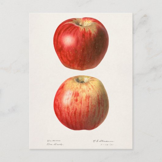 Appelen (Malus Domestica) Waterverf van vruchten Briefkaart (Voorkant)