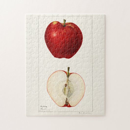 Appelen (Malus Domestica) Waterverf van vruchten Legpuzzel (Verticaal)