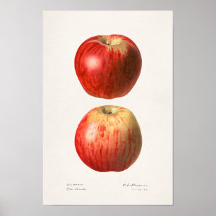 Appelen (Malus Domestica) Waterverf van vruchten Poster