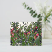 Appelen op appelbomen briefkaart (Staand voorkant)