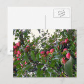 Appelen op appelbomen briefkaart (Voorkant / Achterkant)