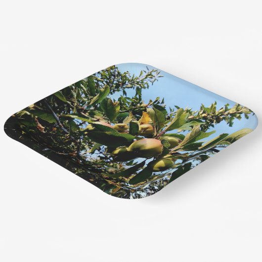 Appelen Papieren Bordje (Gebogen)