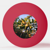 Appelen Pingpongbal (Achterkant)
