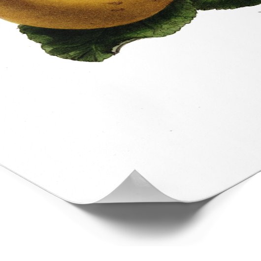 Appelen Poster (Hoek)