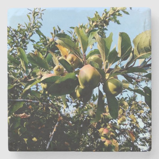 Appelen Stenen Onderzetter (Voorkant)