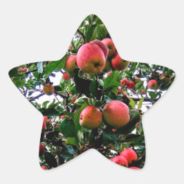 Appelen Ster Sticker