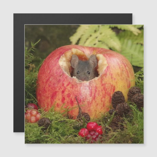 appelmuis (Voorkant / Achterkant)