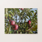 Appels aan de appelboom legpuzzel (Horizontaal)