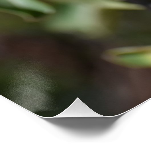 Appels aan een boom in Paphos, Cyprus Perfect Poster (Hoek)