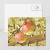 APPELS BRIEFKAART (Voorkant / Achterkant)