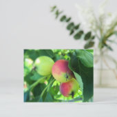 appels briefkaart (Staand voorkant)