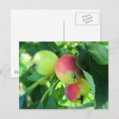 appels briefkaart (Voorkant / Achterkant)