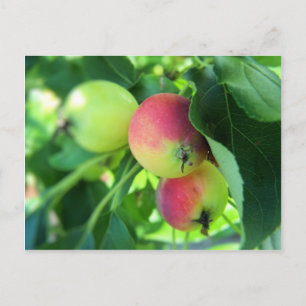 appels briefkaart