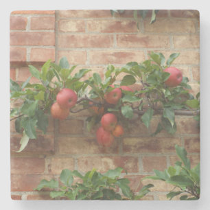 APPELS GROEIEN OP STEENMUUR ESPALIER STENEN ONDERZETTER