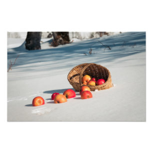 Appels in de sneeuw foto afdruk